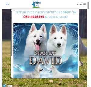 סטאר אוף דיוויד בית גידול לכלב רועה שוויצרי לבן