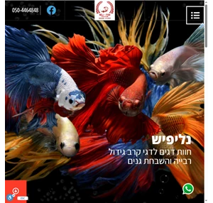 נליפיש דגי קרב גידול ורבייה של דגי קרב